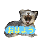 むーちろ（個別スタンプ：1）