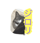 むーちろ（個別スタンプ：3）