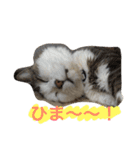 むーちろ（個別スタンプ：7）