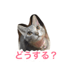 むーちろ（個別スタンプ：8）