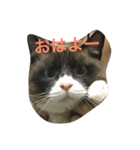 うりねぎさん パート2（個別スタンプ：1）