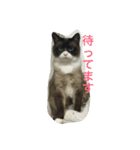うりねぎさん パート2（個別スタンプ：4）