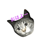 うりねぎさん パート2（個別スタンプ：13）