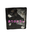 うりねぎさん パート2（個別スタンプ：14）