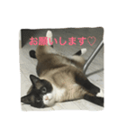 うりねぎさん パート2（個別スタンプ：18）