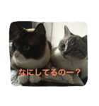 うりねぎさん パート2（個別スタンプ：20）