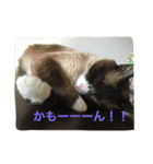 うりねぎさん パート2（個別スタンプ：21）