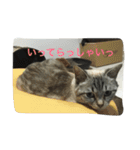 うりねぎさん パート2（個別スタンプ：23）