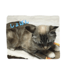 うりねぎさん パート2（個別スタンプ：25）