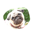 OmYim The Pug（個別スタンプ：1）