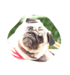 OmYim The Pug（個別スタンプ：2）