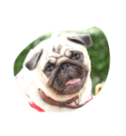 OmYim The Pug（個別スタンプ：3）