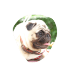 OmYim The Pug（個別スタンプ：4）
