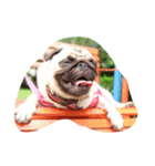 OmYim The Pug（個別スタンプ：6）