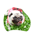 OmYim The Pug（個別スタンプ：7）