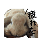 うさぎのルルさん（個別スタンプ：2）