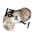 うさぎのルルさん（個別スタンプ：3）