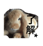うさぎのルルさん（個別スタンプ：5）