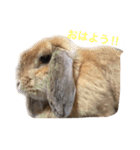 ミルキーの日常写真  part2（個別スタンプ：2）