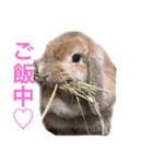 ミルキーの日常写真  part2（個別スタンプ：3）