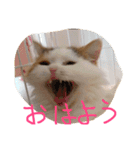 猫のジョワスタンプ（個別スタンプ：1）