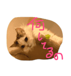 猫のジョワスタンプ（個別スタンプ：2）