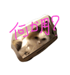 猫のジョワスタンプ（個別スタンプ：3）