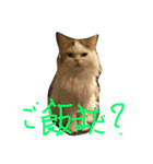 猫のジョワスタンプ（個別スタンプ：4）