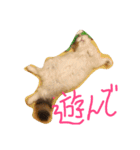 猫のジョワスタンプ（個別スタンプ：8）