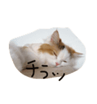 猫のジョワスタンプ（個別スタンプ：12）