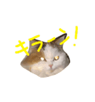猫のジョワスタンプ（個別スタンプ：13）