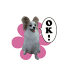 パピヨンファミリー（個別スタンプ：2）