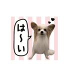 パピヨンファミリー（個別スタンプ：5）