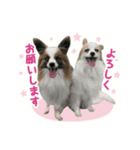 パピヨンファミリー（個別スタンプ：7）