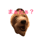わんにゃんずの日常（個別スタンプ：1）