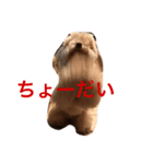 わんにゃんずの日常（個別スタンプ：2）