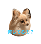 わんにゃんずの日常（個別スタンプ：4）