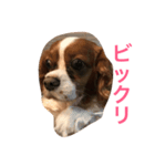 わんにゃんずの日常（個別スタンプ：7）