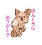 チワワのみりちゃ（個別スタンプ：3）