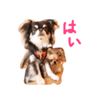 チワワのみりちゃ（個別スタンプ：7）