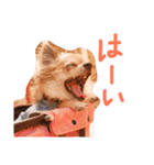 チワワのみりちゃ（個別スタンプ：8）