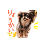 チワワのみりちゃ（個別スタンプ：9）