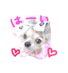 チワワのみりちゃ（個別スタンプ：10）