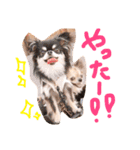 チワワのみりちゃ（個別スタンプ：14）