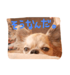 チワワのみりちゃ（個別スタンプ：15）
