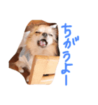 チワワのみりちゃ（個別スタンプ：18）