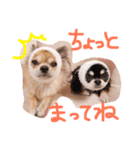 チワワのみりちゃ（個別スタンプ：19）