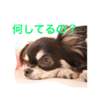 チワワのみりちゃ（個別スタンプ：20）