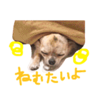 チワワのみりちゃ（個別スタンプ：24）
