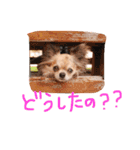 チワワのみりちゃ（個別スタンプ：28）